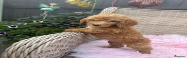 Cockapoo 2