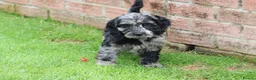 Cockapoo dogs for sale: F1 COCKAPOO PUPPIES FOR SALE - Advert 9