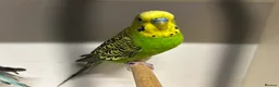 Budgerigars birds for sale: Budgies for Sale  - Advert 13