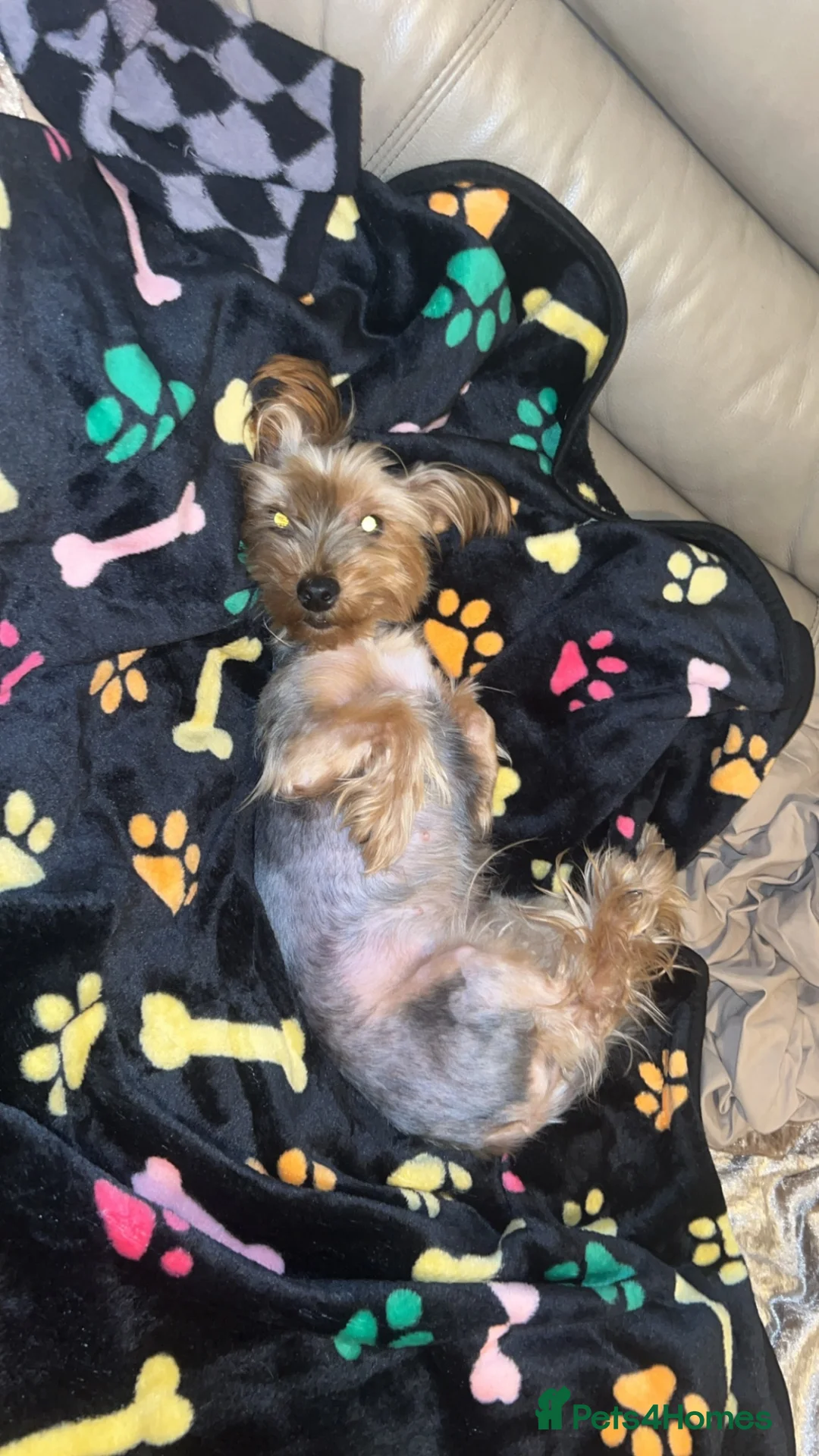 Yorkshire Terrier dogs for sale: Yorkshire terrier - Advert 2