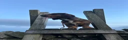 Dachshund dogs for sale: Standard wirehair dachshund  - Advert 3