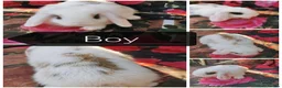 Mini Lop rabbits for sale: Mini lop baby rabbits  - Advert 4