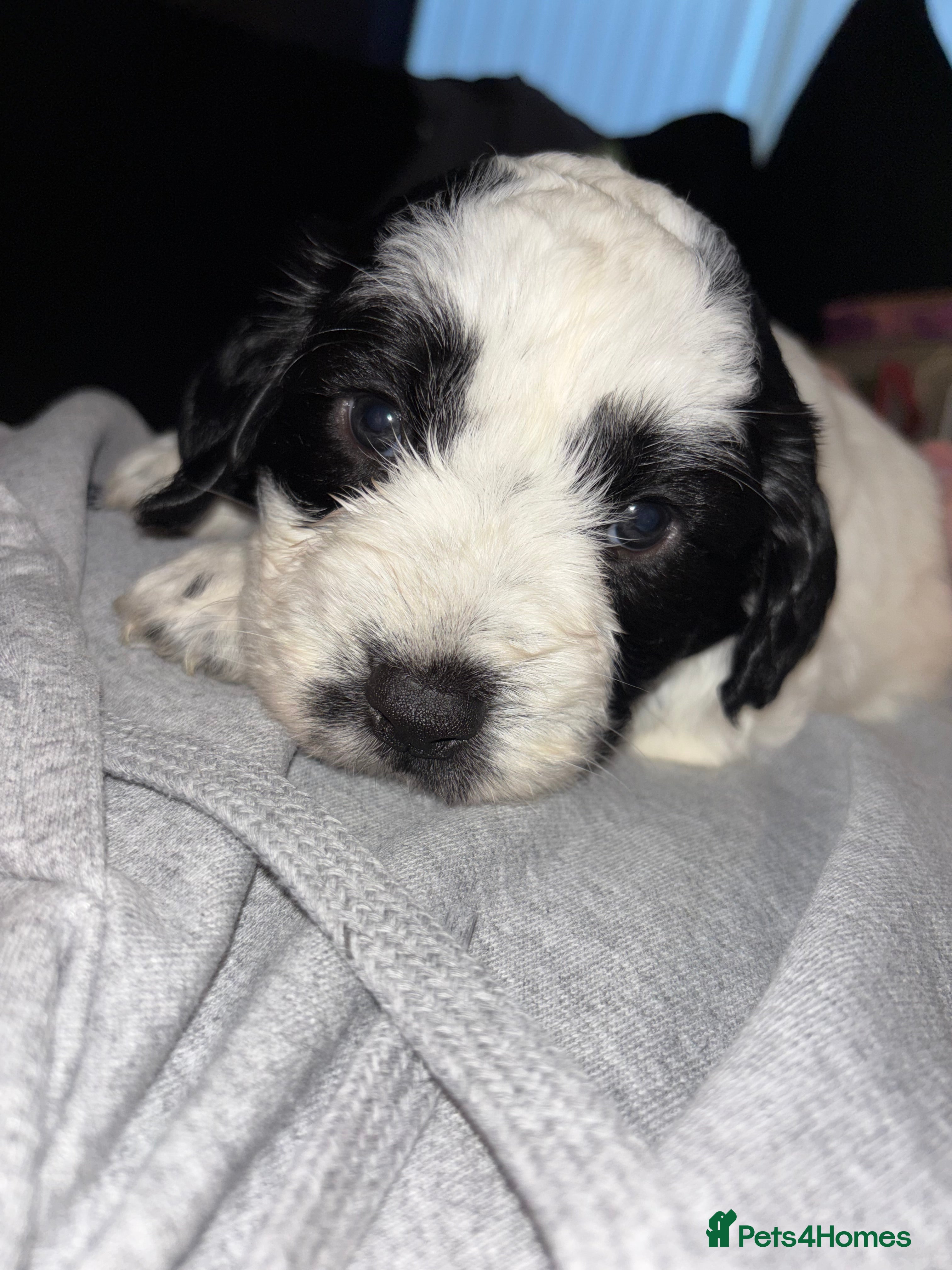 Mixed Breed dogs Beddy whippet x sprocker for sale  - Advert 14