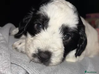 Mixed Breed dogs Beddy whippet x sprocker for sale - Advert 14