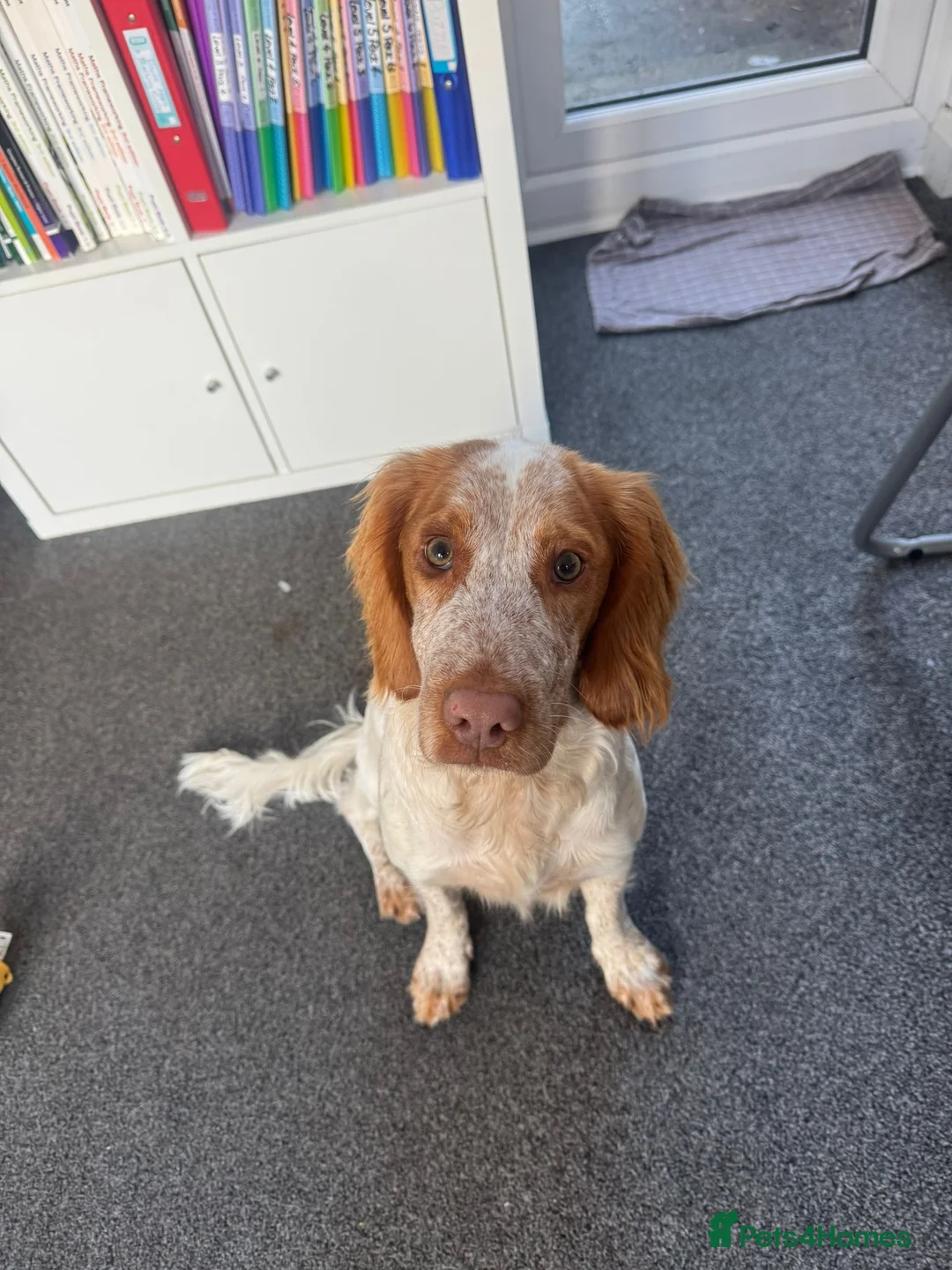 Cocker Spaniel dogs for sale: Working cocker spaniel for rehoming  - Advert 6
