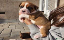 Boxer dogs for sale: Purebred Boxers Puppies - C3 Vacc Girls And Boys - Image 6