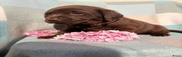 Labrador Retriever dogs for sale: ⭐️ KC Registered Chocolate Lab Puppies ⭐️ - Advert 26