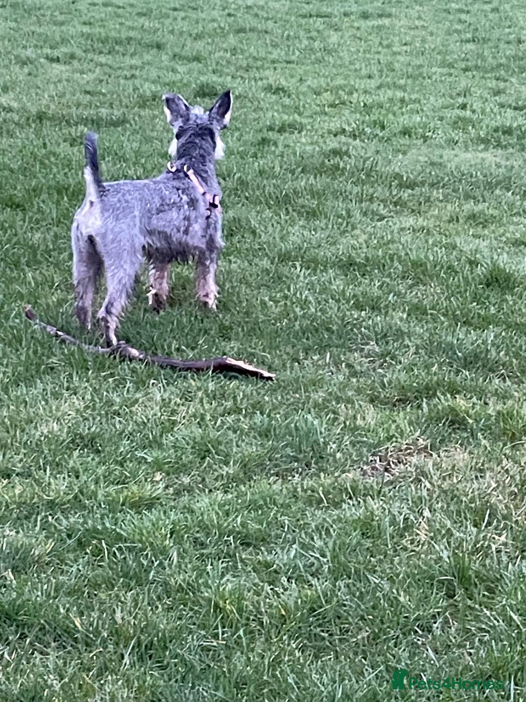 Miniature Schnauzer dogs for sale: Miniature Schnauzer pups for sale - Advert 3