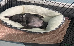 French Bulldog dogs for sale: French bulldog pup girl BLUE 13 weeks old - Image 3