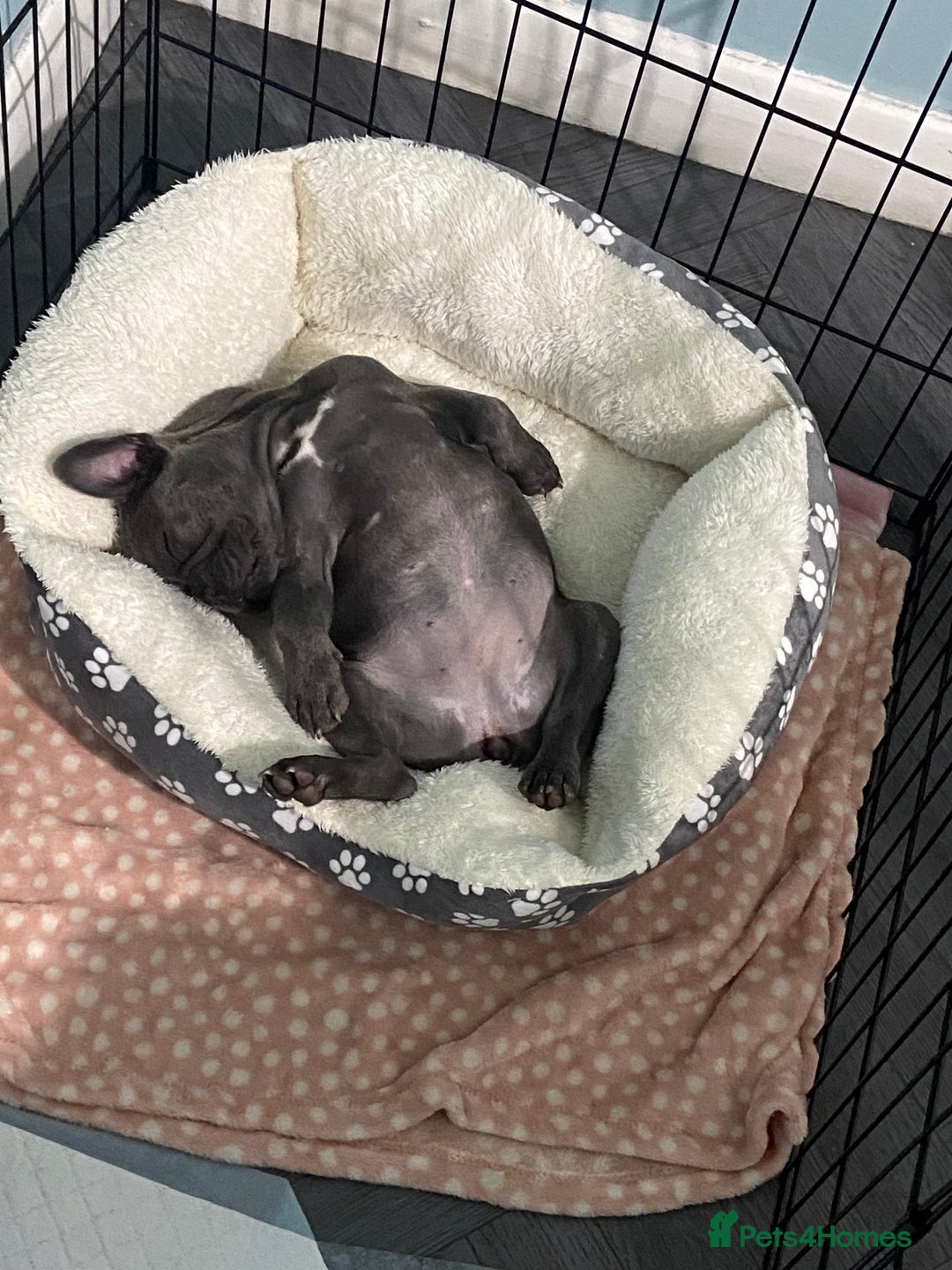 French Bulldog dogs for sale: French bulldog pup girl BLUE 13 weeks old - Image 3