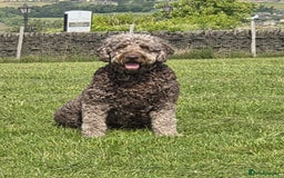 Double Doodle dogs for sale: Springfield Doodles  - Image 8