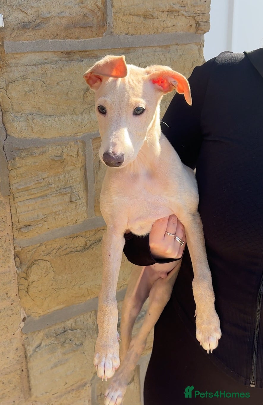 Italian Greyhound dogs Last boy remaining💙 - Advert 10