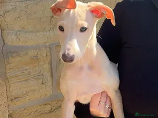 Italian Greyhound dogs Last boy remaining💙 - Advert 10
