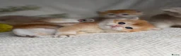 British Shorthair cats for sale: Champion Bloodline Blue Golden/Golden BSH/BLH - Advert 17