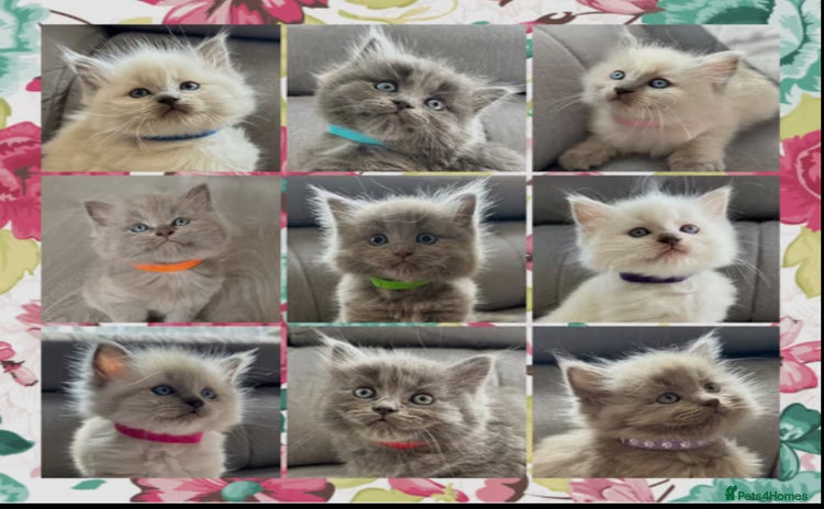 Mixed Breed cats - Advert 6