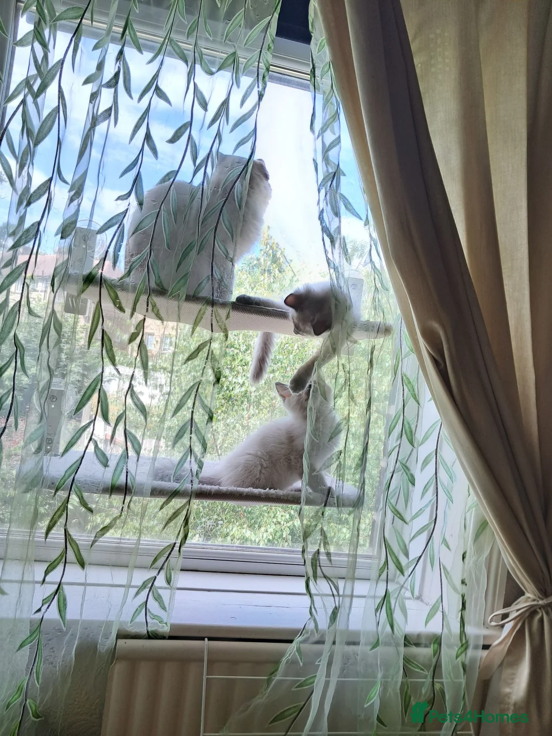 Ragdoll cats for sale: Pure bred beautiful Ragdoll kittens - Advert 2