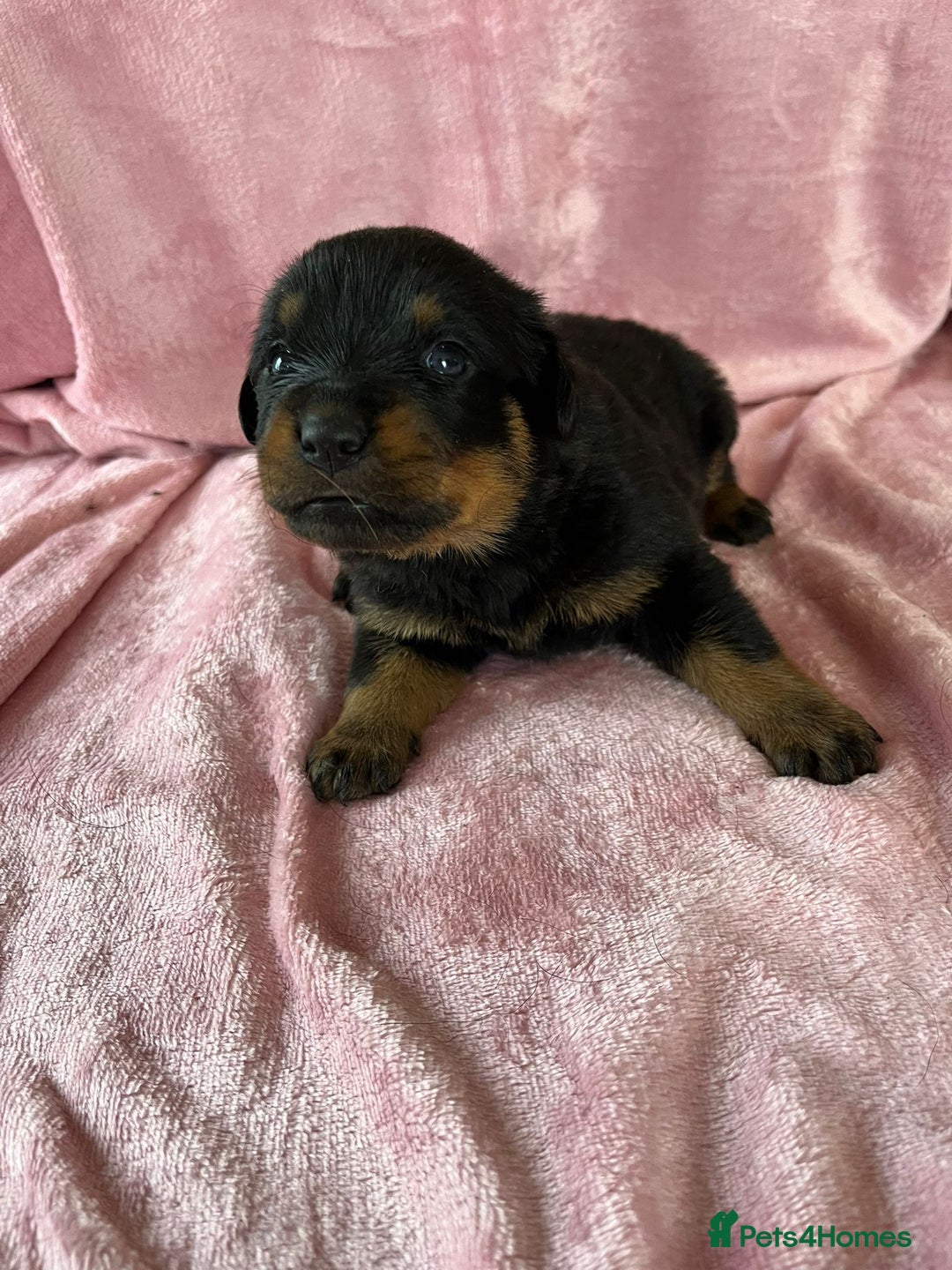 Rottweiler dogs for sale: 🤎🖤🦍 KC REGISTERED 5 ⭐️ BREEDER - Advert 23