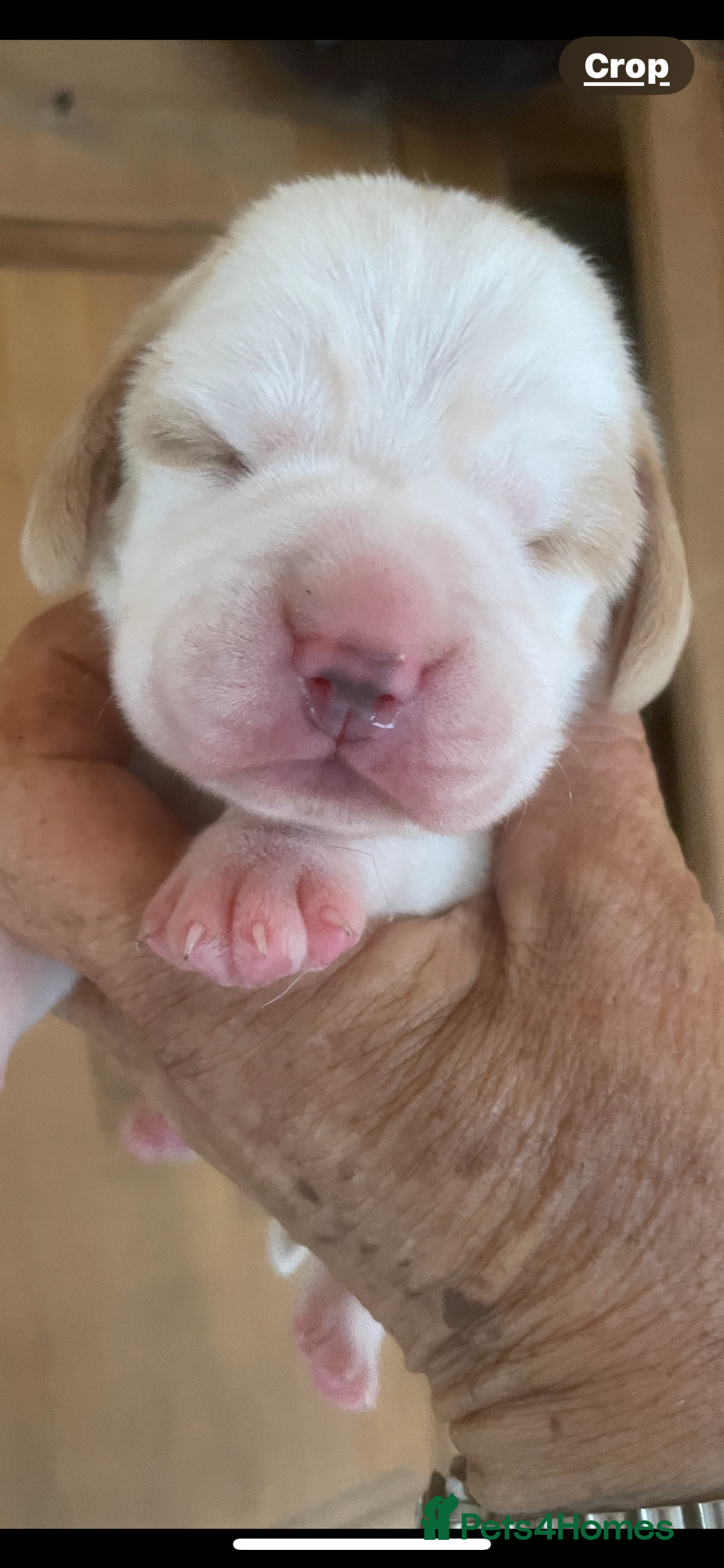 Beagle dogs for sale: Beautiful beagle boys kc reg ready 19 sept  - Image 13