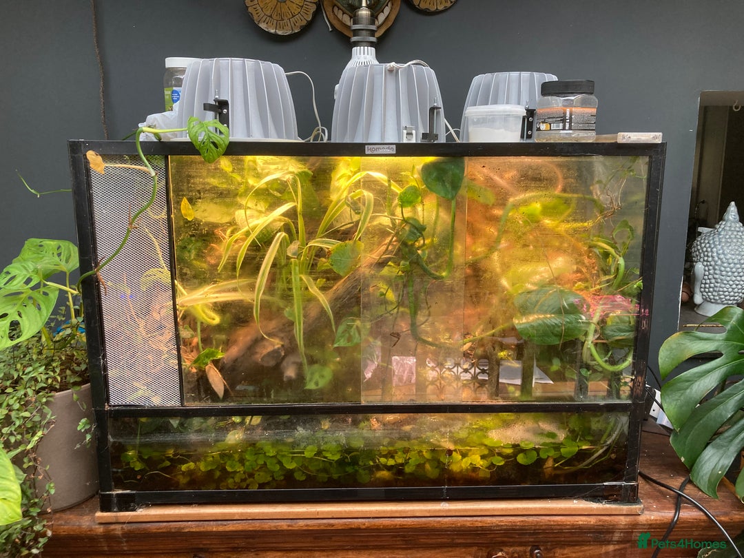 Frog reptiles for sale: Fire belly toads and dart frog - Image 9