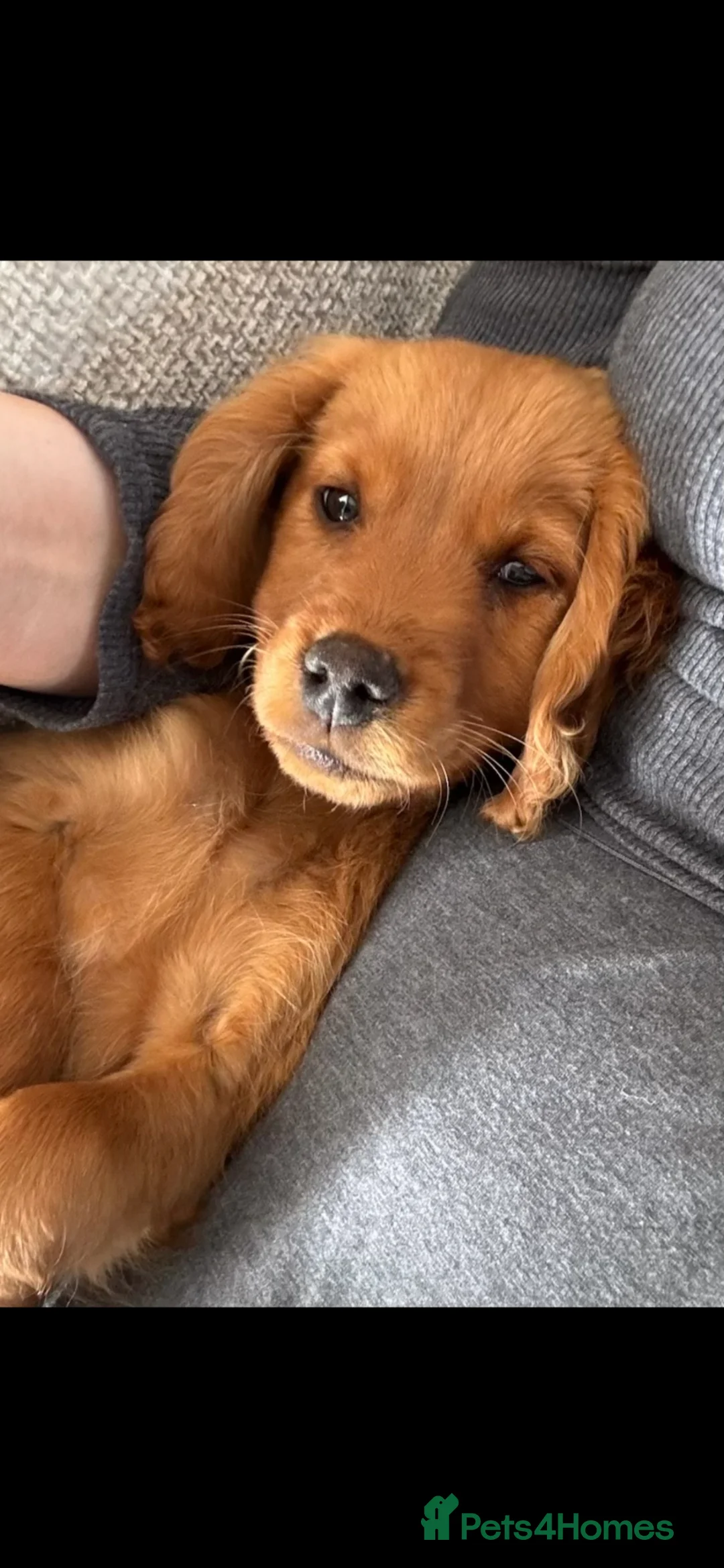 Cocker Spaniel dogs for sale: Cocker spaniel puppy  in Norwich - Advert 3