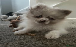 Pomeranian dogs for stud: Obi (for stud only)  - Image 8