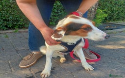 Foxhound dogs for adoption: Hugo – The Puppy Who Survived the Silence - Image 3