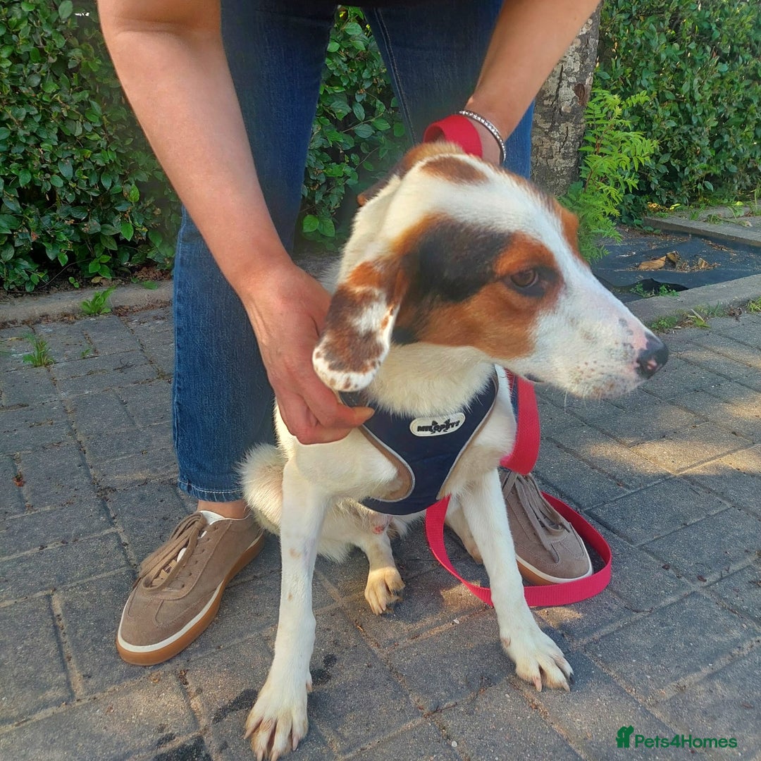 Foxhound dogs for adoption: Hugo – The Puppy Who Survived the Silence - Image 3