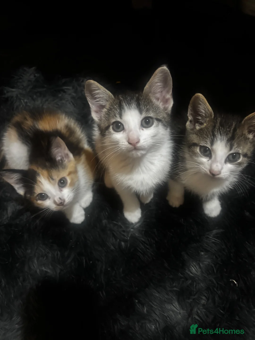 Mixed Breed cats for sale: kittens for sale (open to offers) in Barking - Advert 2