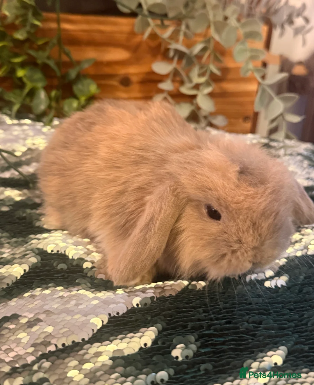 Mini Lop rabbits for sale: Mini lops looking for good homes - ONE LEFT  - Advert 8