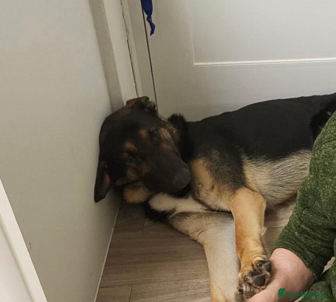 German Shepherd dogs for sale: German shepherd  - Image 3