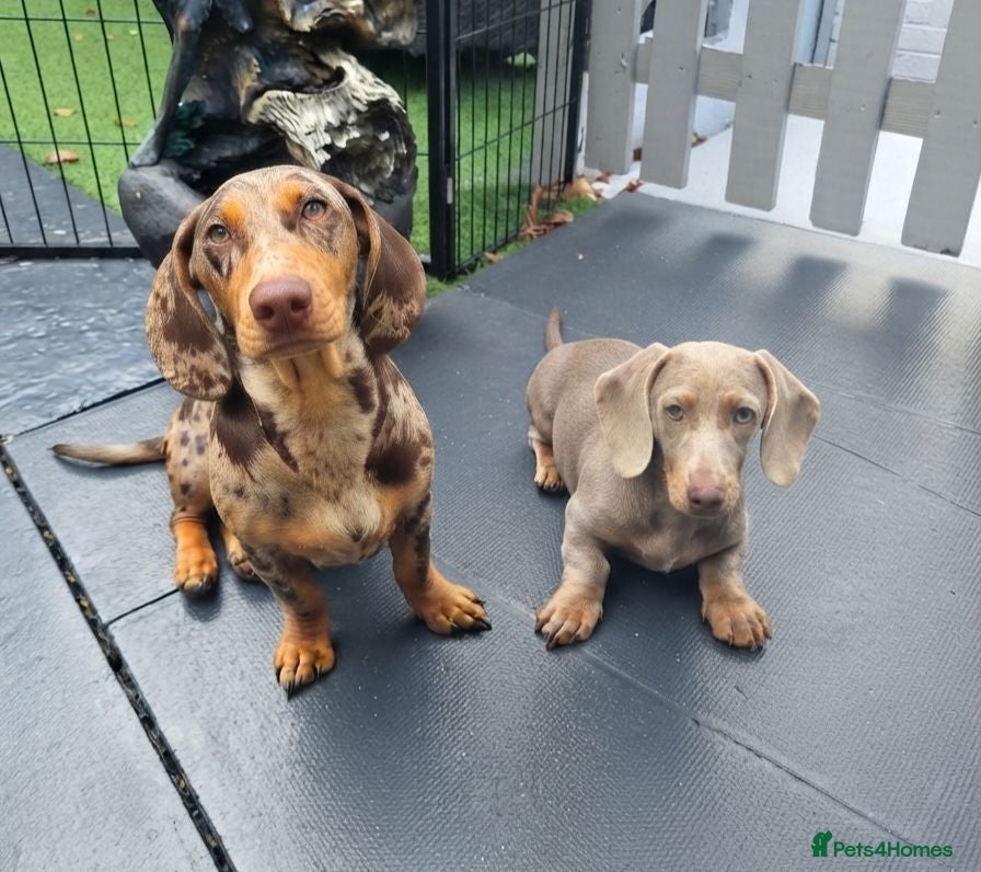 Miniature Dachshund dogs Rolo & isabella looking for there forever home  - Advert 18