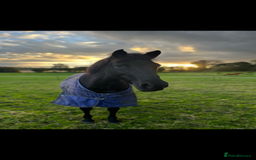 Appaloosa horses for sale: companion home  - Image 1
