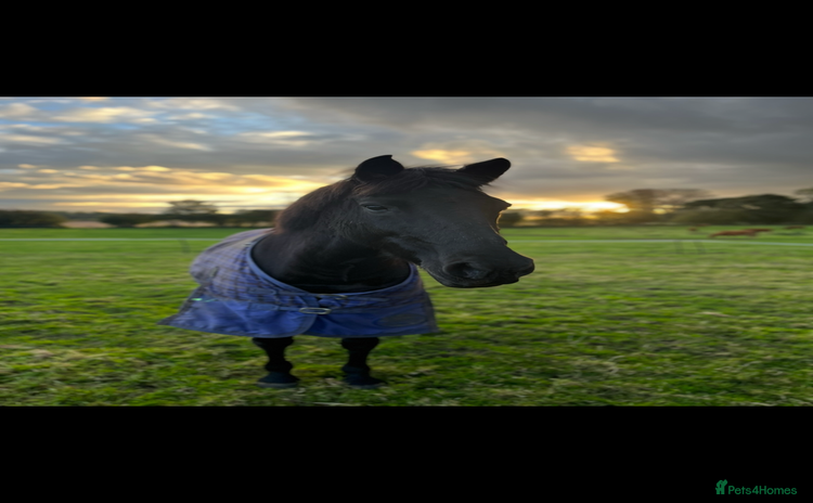 Appaloosa horses - Advert 1