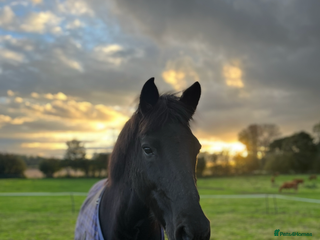 Appaloosa horses - Advert 2