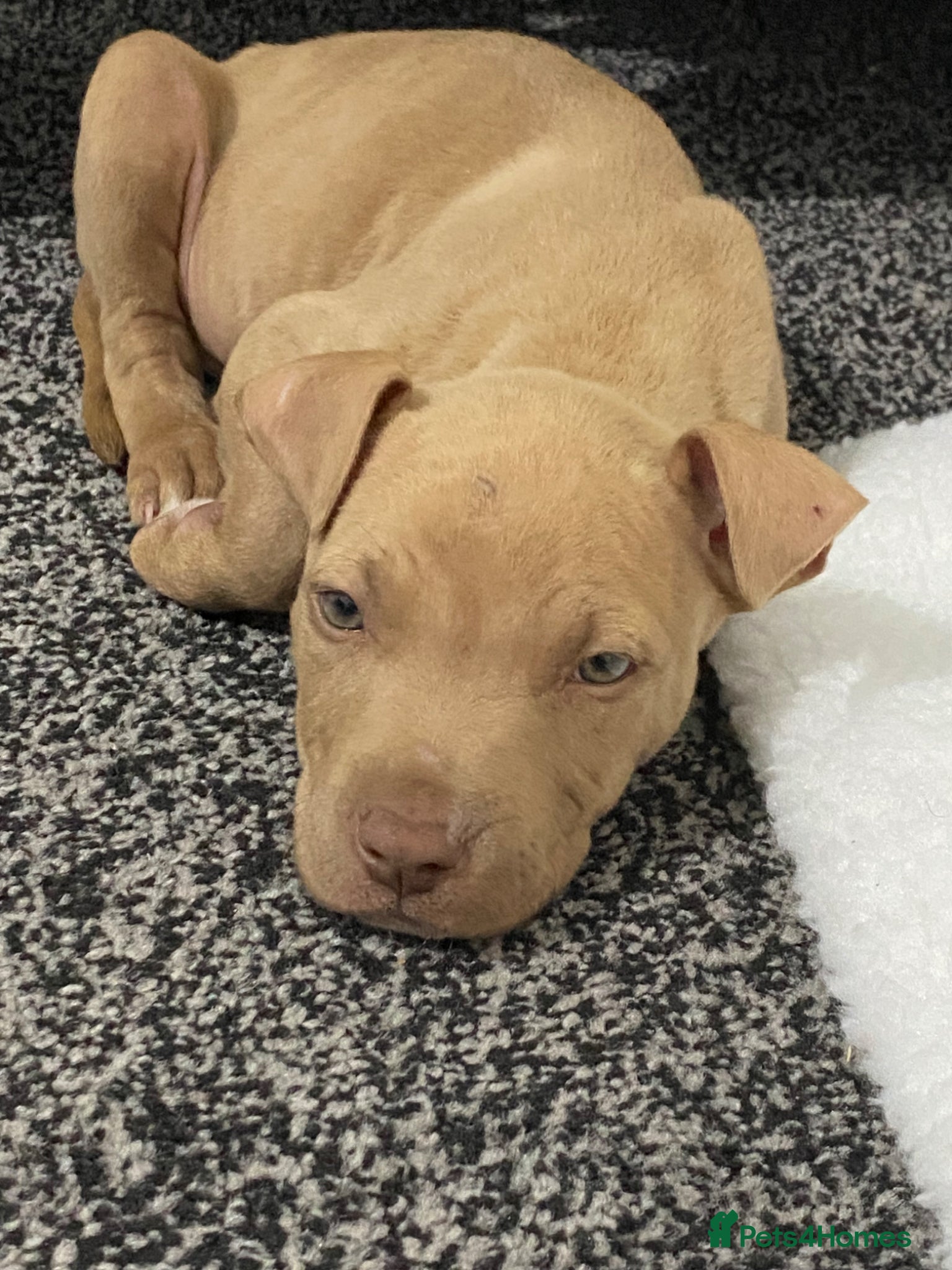 American Bull Staffy dogs Puppy Looking For His Forever Home - Advert 1