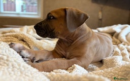 Boerboel dogs for sale: EXCEPTIONAL NABBR REGISTERED PUPPIES!  - Image 11