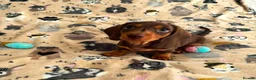 Miniature Dachshund dogs for sale: KC Reg Mini Dachshund Puppies Ready Now (Walsall) - Advert 9