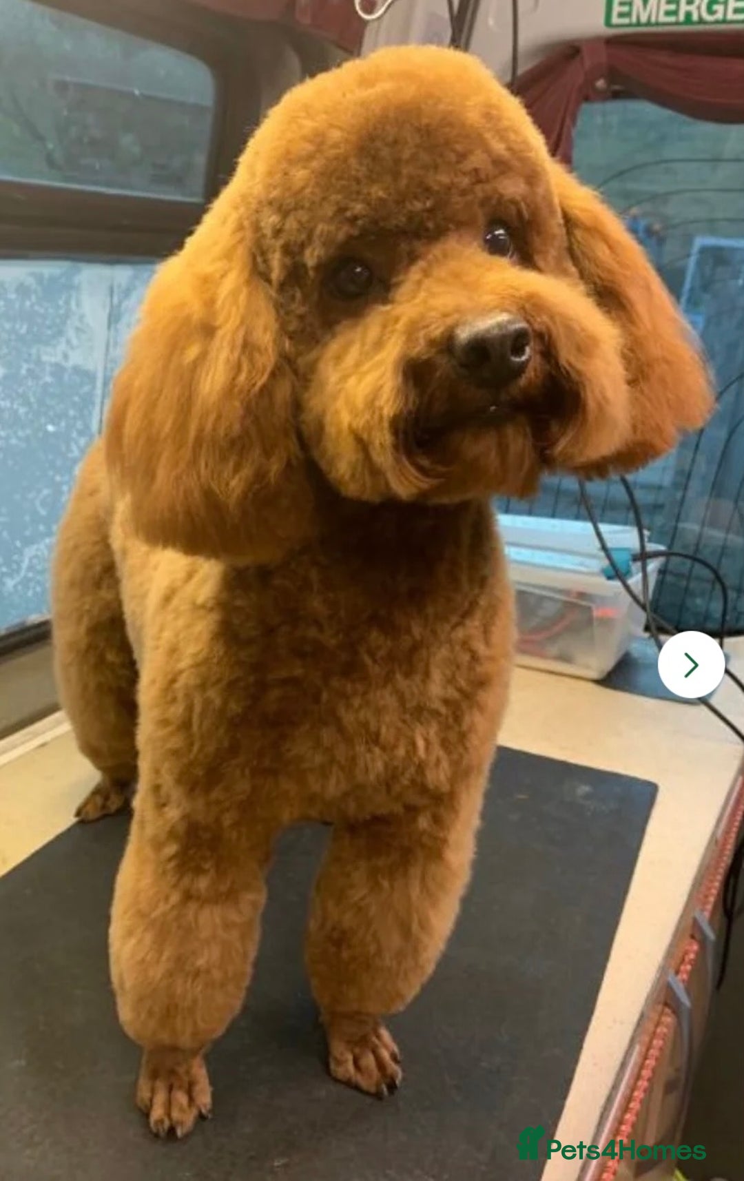 Miniature Poodle dogs for sale: Stunning minature poodle puppies  - Image 14
