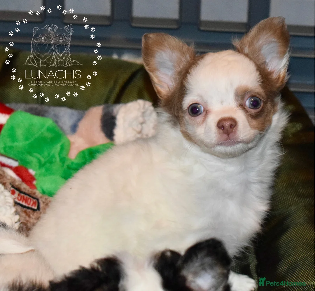 Chihuahua dogs for sale: Long coat chihuahua puppies  - Advert 6