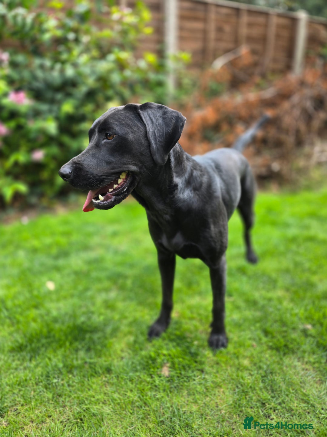 Labrador Retriever dogs for sale: Highly Trained Labrador  - Image 4
