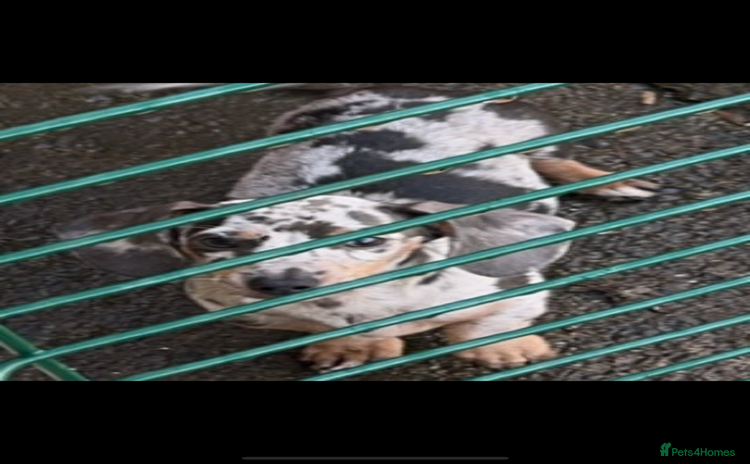 Miniature Dachshund dogs - Advert 1