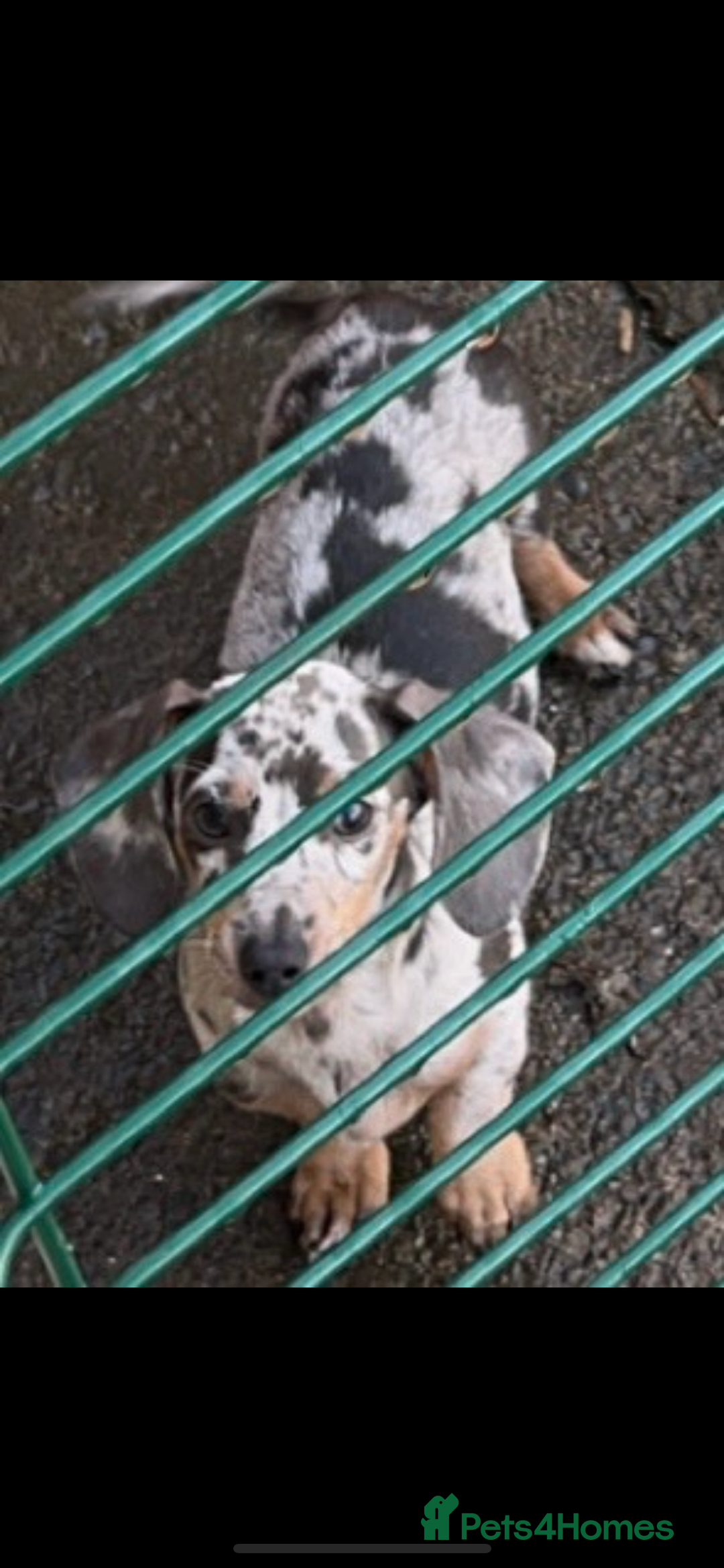 Miniature Dachshund dogs for sale: Miniature dachshund  - Image 1