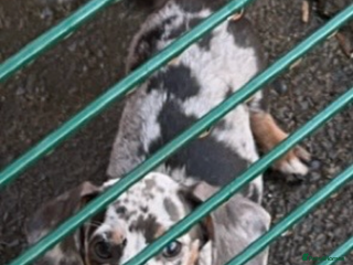 Miniature Dachshund dogs Miniature dachshund - Advert 14