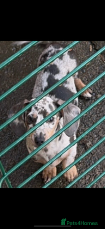 Miniature Dachshund dogs - Advert 1