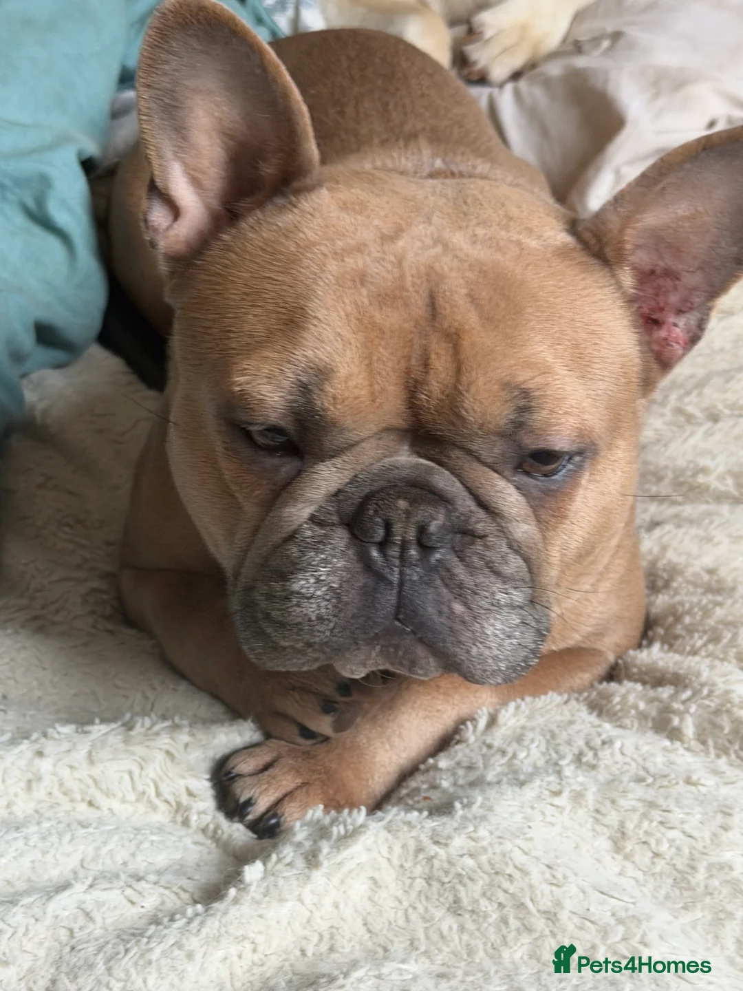 French Bulldog dogs for sale: Stunning French Bulldog - Advert 2