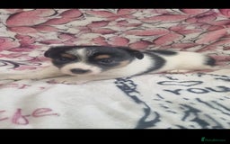 Jack Russell dogs for sale: 2 Beautiful Jack Russell puppies ready now - Image 3