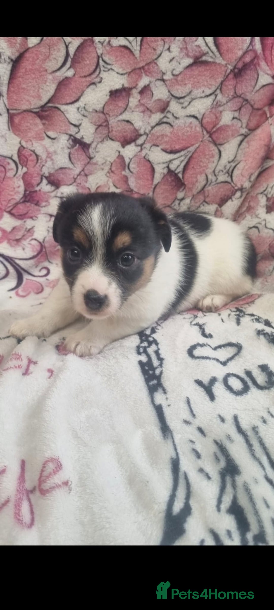Jack Russell dogs for sale: 2 Beautiful Jack Russell puppies ready now - Image 3