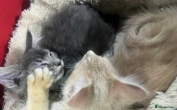 Maine Coon cats for sale: Maine coon kittens ready now boys  - Image 9