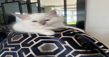 Ragdoll cats - Advert 3