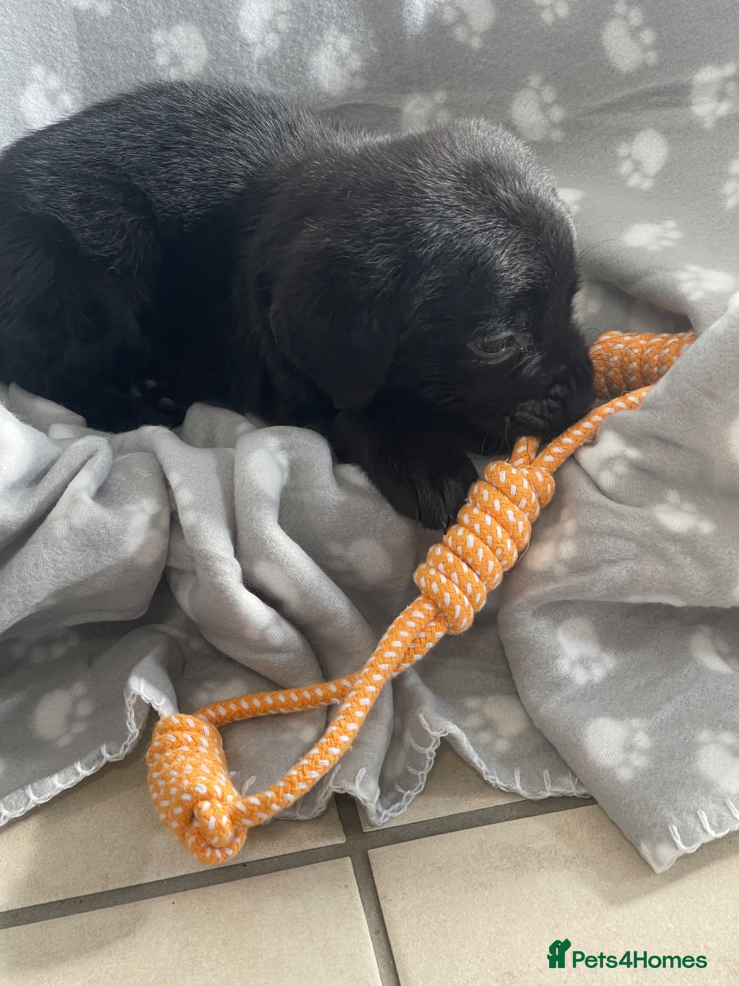 Labrador Retriever dogs for sale: Gorgeous Labrador pups - Advert 1